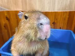 -藦茜花园宠物主题亲子互动体验馆(国顺东路店)