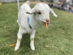 -前小桔亲子创意农场·草莓采摘·露营烧烤