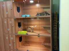 -猫十亿·布偶金渐层·曼基康矮脚猫舍(青年路店)