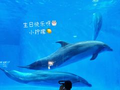 -海合安成都极地海洋公园