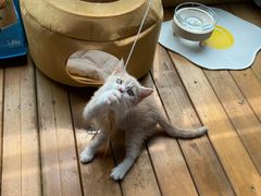 -东方名猫馆·英短金渐层布偶猫舍(环线广场1号楼店)