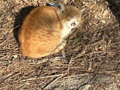 -沟帮子熏鸡(集团直营工厂店)