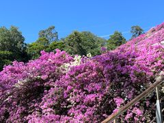 -深圳仙湖植物园-停车场