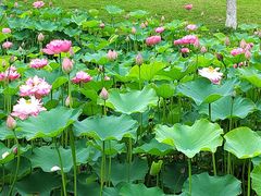 -沐仙湖湿地公园