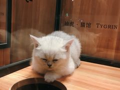 -袖虎·猫馆(体育西路店)