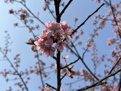 -顾村公园