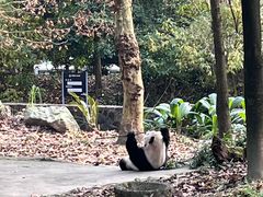 -都江堰中华大熊猫苑