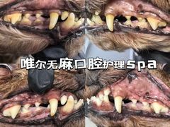 -汪小喵宠物·戴维斯乐芳希施宠馨宝皮毛调理洗护店