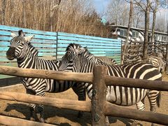 -大连森林动物园