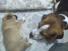 -菲尔斯特宠物医院