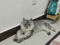 -宠福鑫康馨动物医院·骨科·眼科