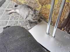 -猫岛主趣味餐厅(鼓浪屿店)