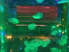 -锦艺城海洋馆