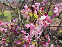 -天适樱花悠乐园