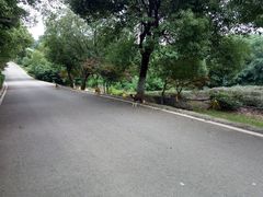 -南京市江宁方山