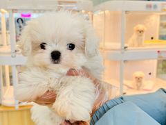 -翊宠yipet猫狗购宠庄园犬舍•猫舍