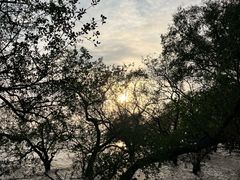 -宝安西湾红树林湿地公园