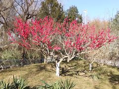 -黄村公园