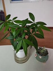 -小手拍拍健康管理催乳中心(萧山店)
