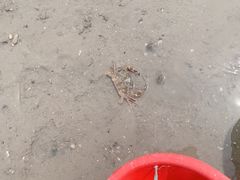 -厦金湾赶海场