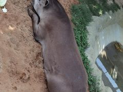 -西霞口神雕山野生动物世界