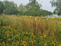 -艾溪湖湿地公园