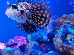 -上海海洋水族馆