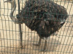 -宿豫区运河湾森林动物园