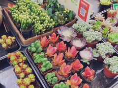 -秦美花卉(天朗·莱茵小城2期店)