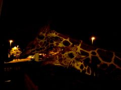 -清迈夜间动物园