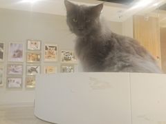 -藏猫猫咖啡主题馆(中央大道店)