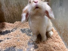 -上海大自然野生昆虫馆