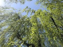 景点-柳浪闻莺公园