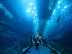 -迪拜水族馆及水下动物园