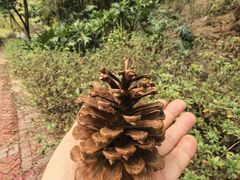 -广州白江湖森林公园