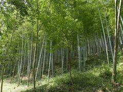 -上海佘山国家森林公园天马山园