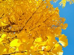 -长白岛森林公园