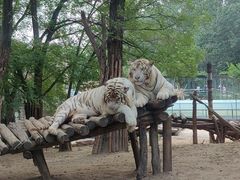 -北京野生动物园