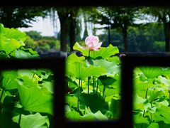-莫愁湖公园