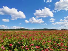 -莲花山花海