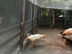 -海南热带野生动植物园