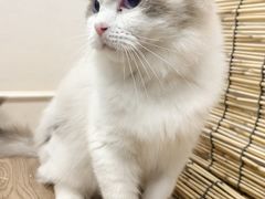 -楼上猫咖(罗湖店)