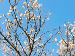-梅花山(明孝陵内)