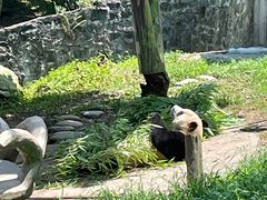 -都江堰中华大熊猫苑