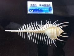 -贝壳梦幻世界