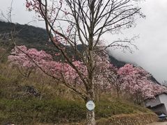 -九皇山景区