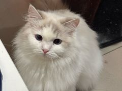 -平行世界·猫咖(首经贸店)