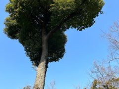 -拙政园