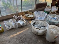 -马陆小张葡萄园农家乐