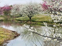 -花开海上生态园